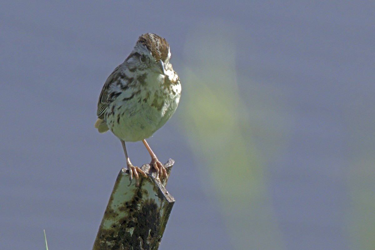 Savannah Sparrow - Jim Tonkinson