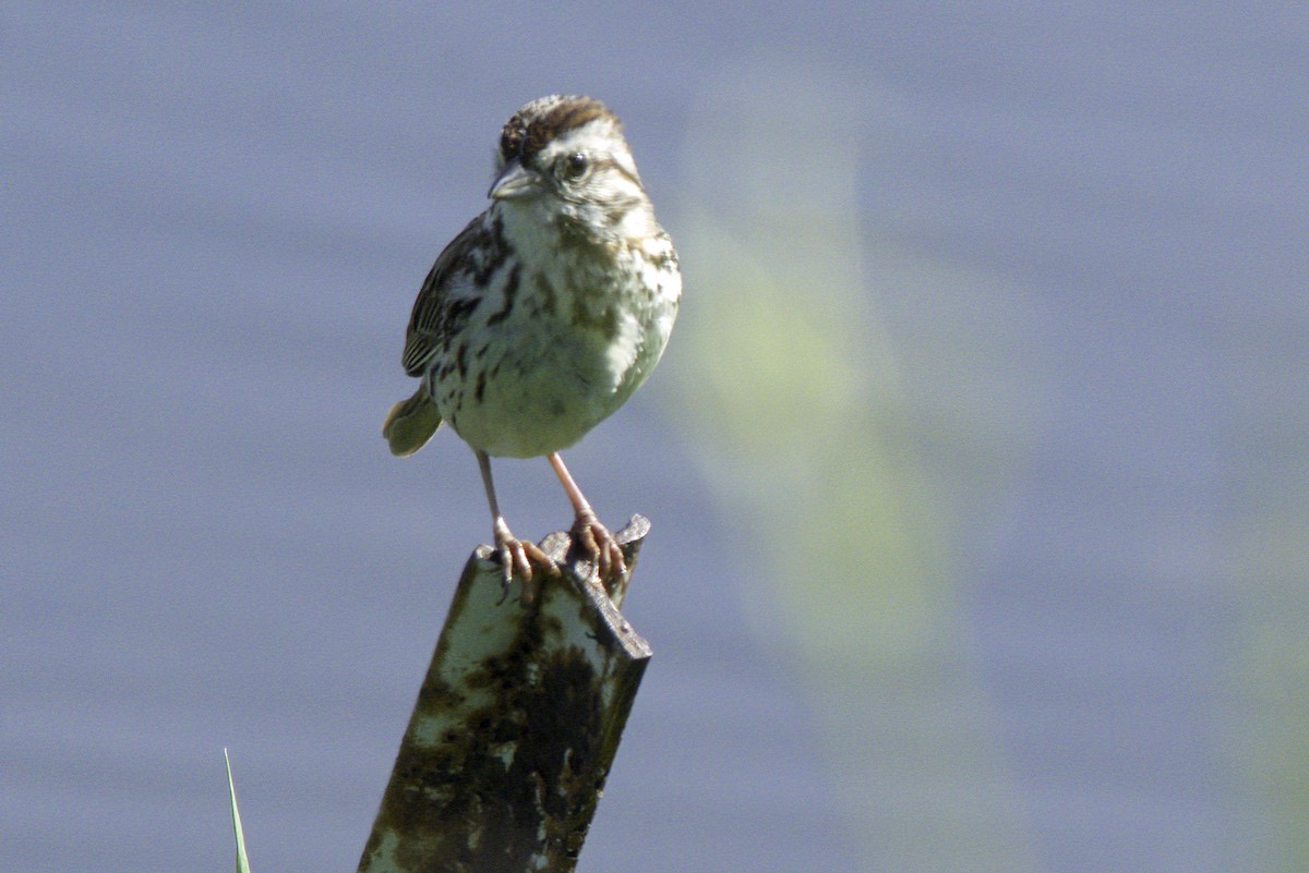 Savannah Sparrow - Jim Tonkinson