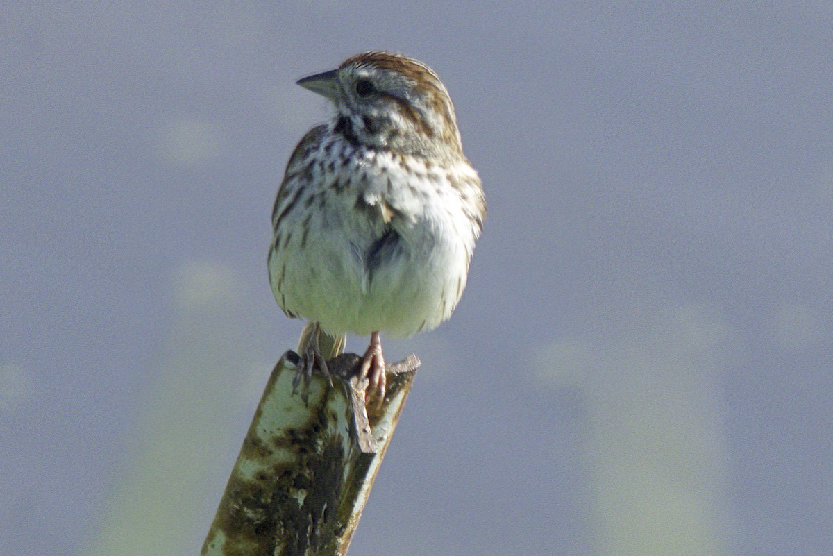 Savannah Sparrow - Jim Tonkinson