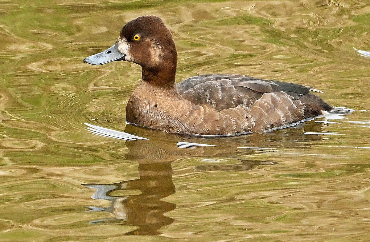 Lesser Scaup - Wayne Oakes