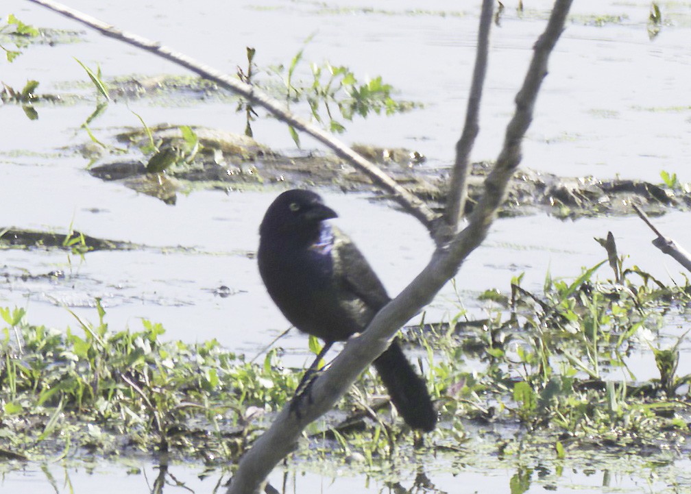 Common Grackle - Jim Tonkinson