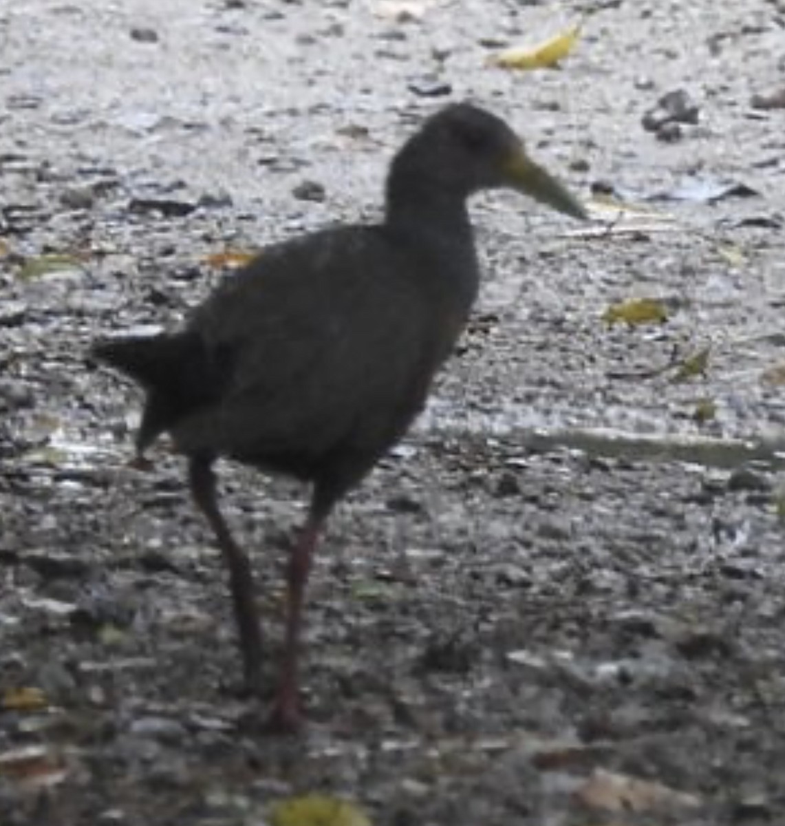 Slaty-breasted Wood-Rail - Leonardo Bordin