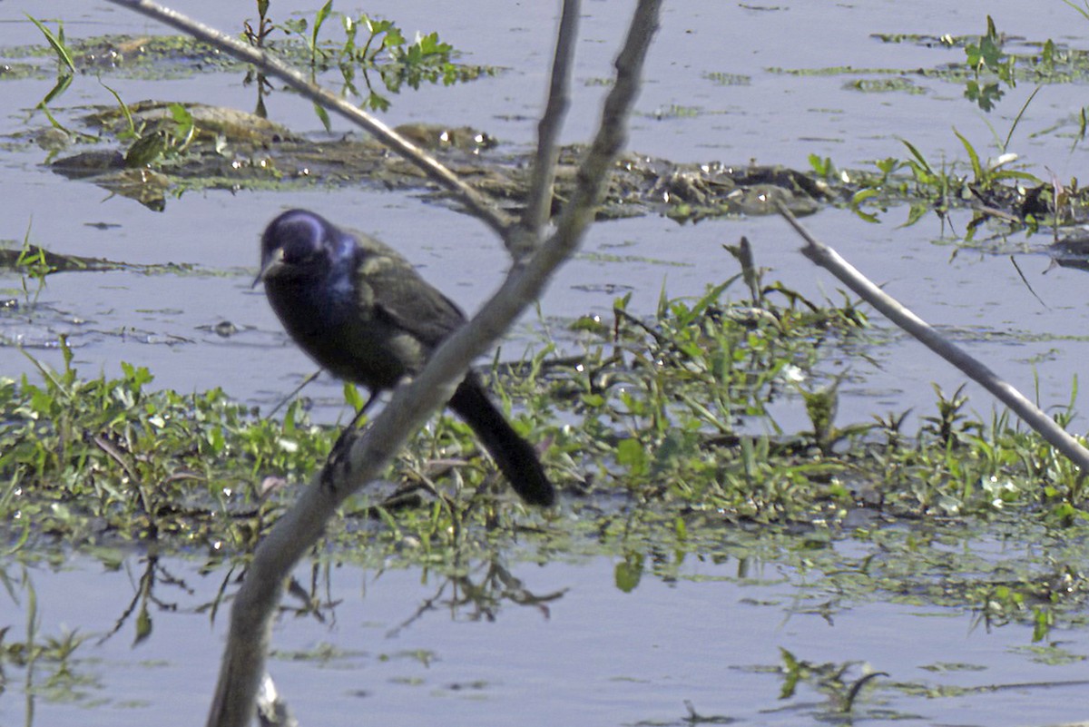 Common Grackle - Jim Tonkinson