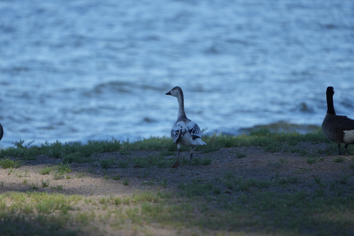 Snow Goose - M Kelly