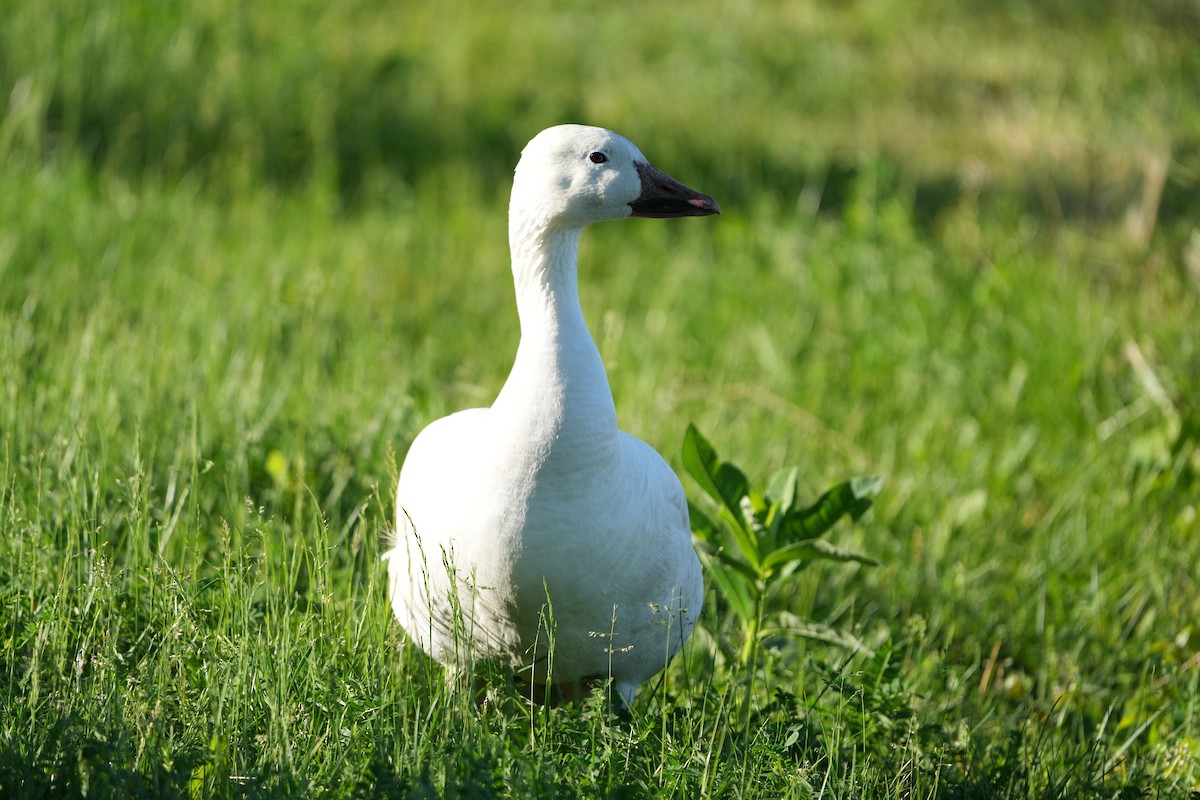 Snow Goose - M Kelly