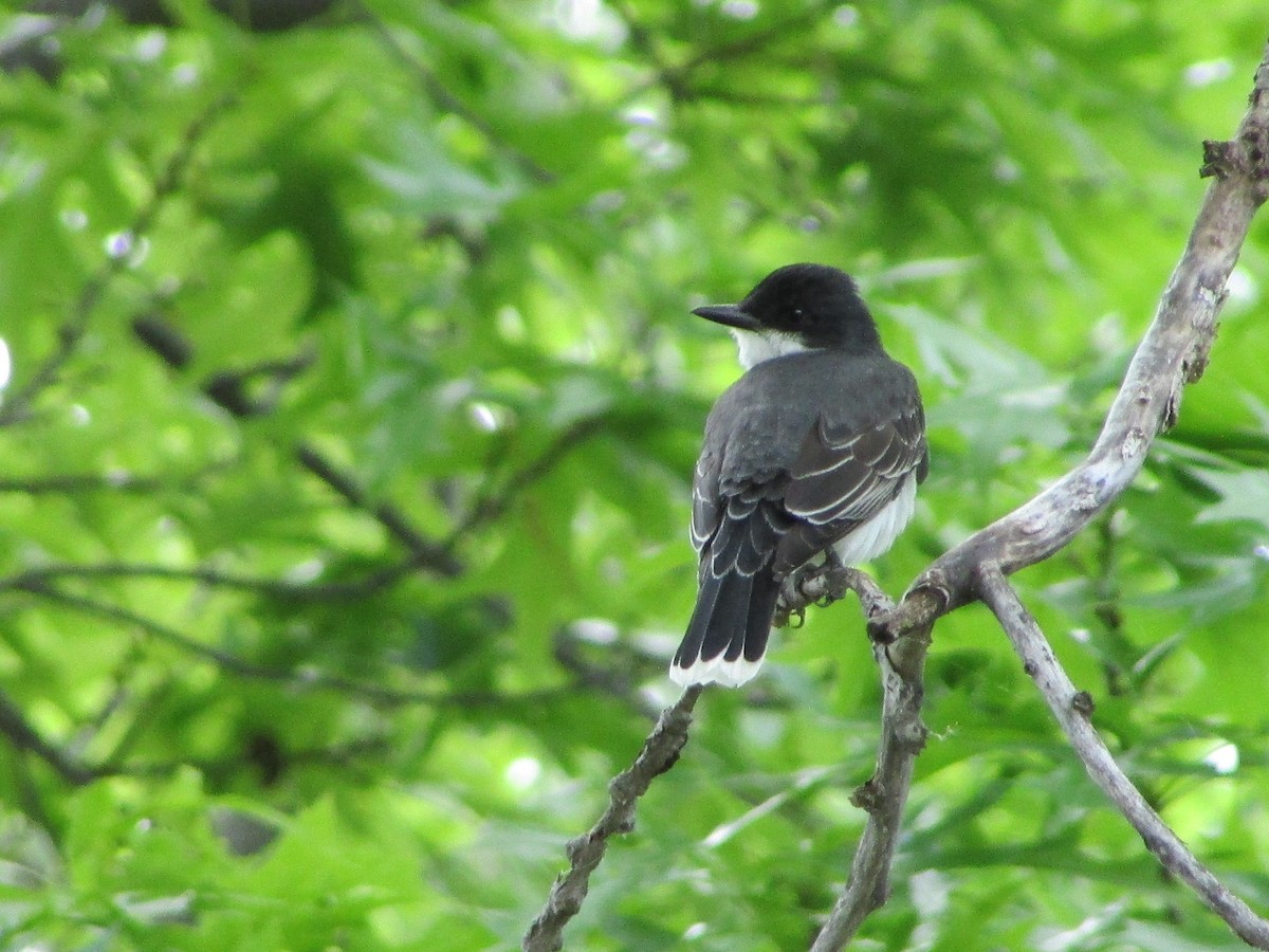 Eastern Kingbird - Aditya Bhaskar