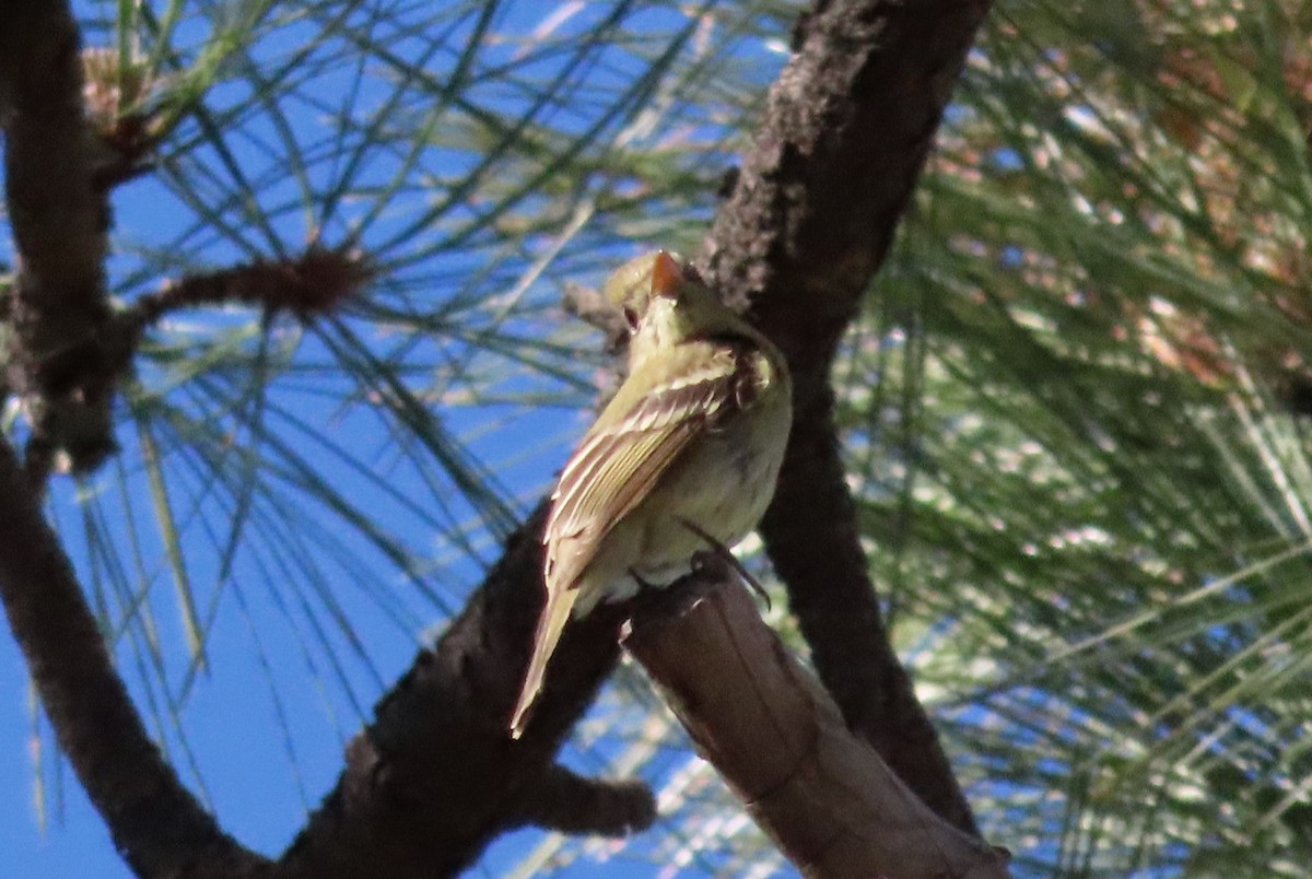 Greater Pewee - Joe Weiss