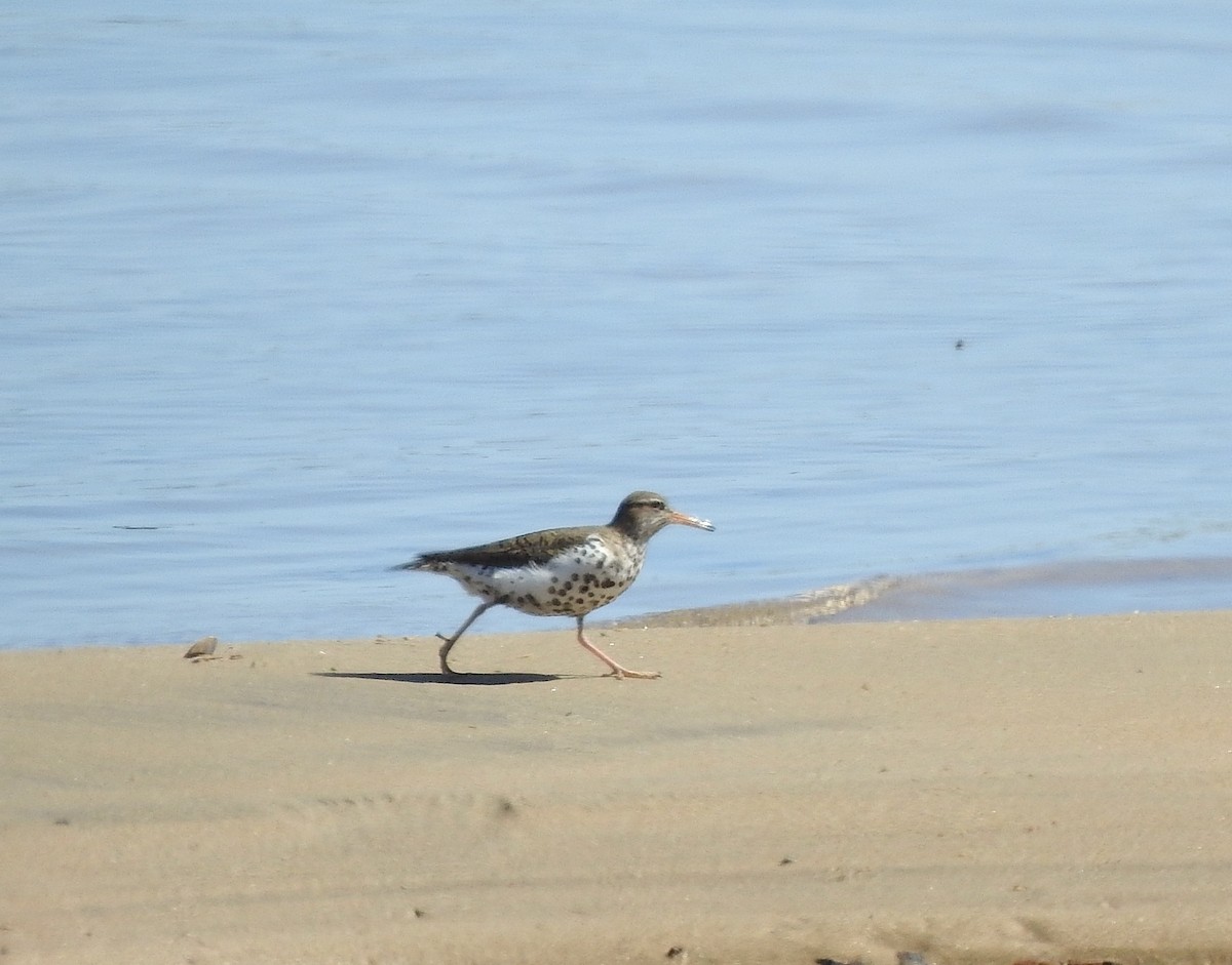 Spotted Sandpiper - Alexa Veenema