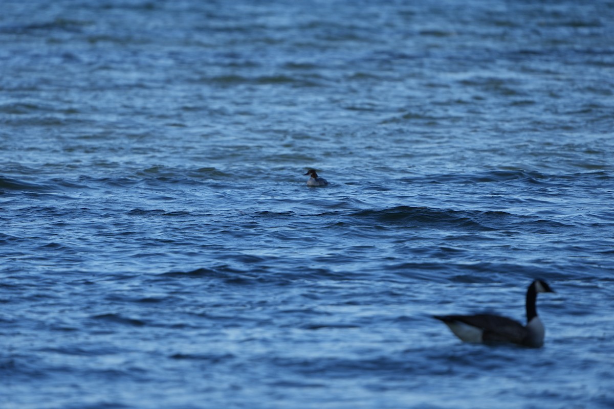 Red-breasted Merganser - M Kelly