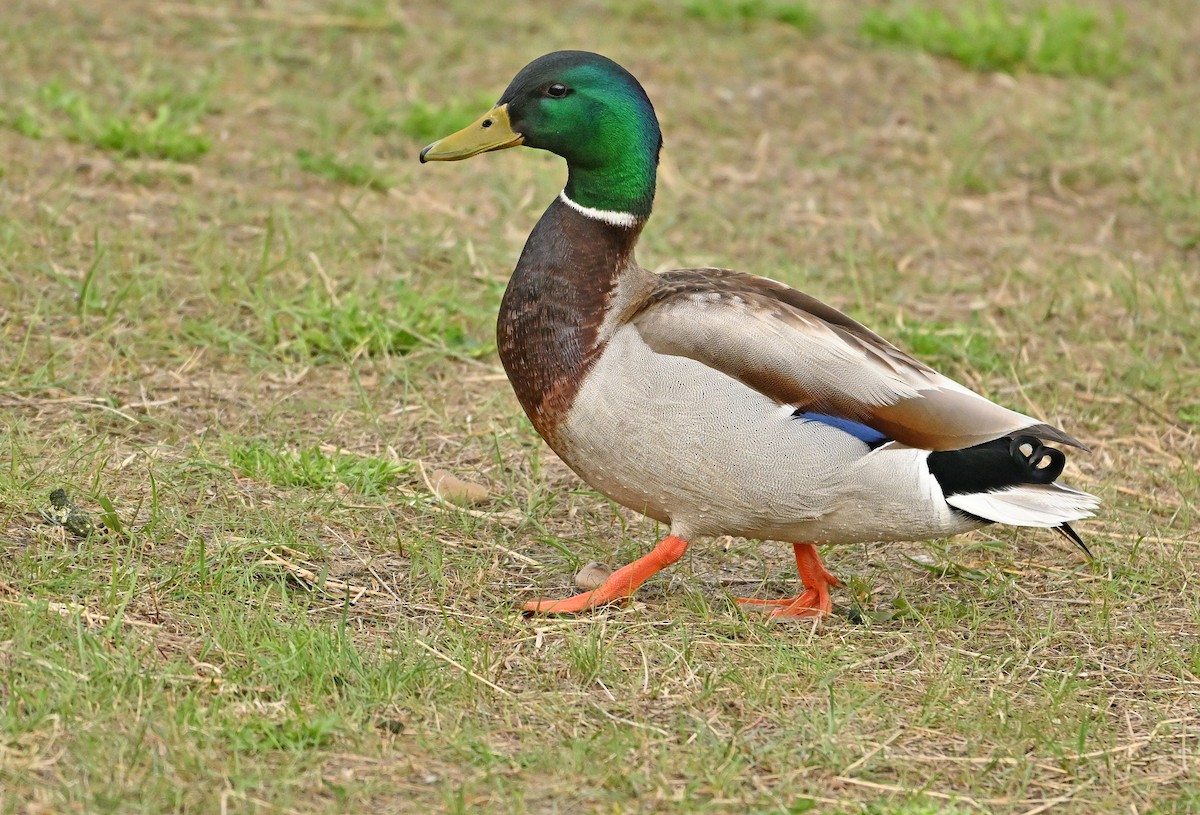 Mallard - Wayne Oakes