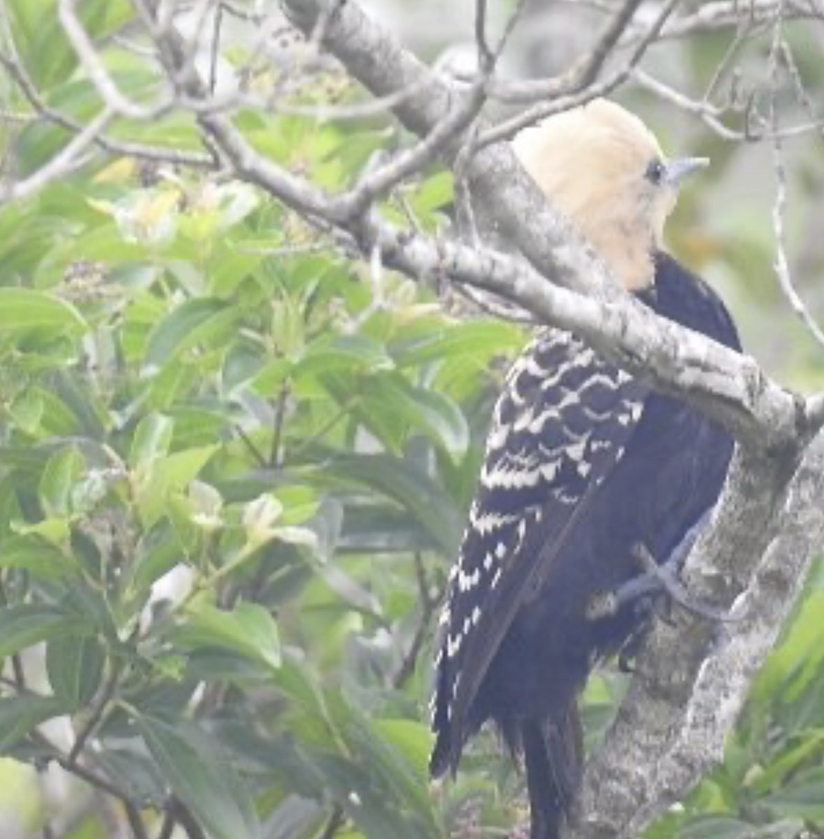 Blond-crested Woodpecker - Leonardo Bordin