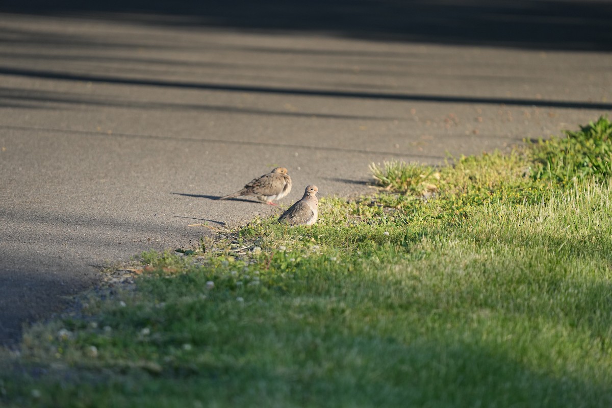 Mourning Dove - M Kelly