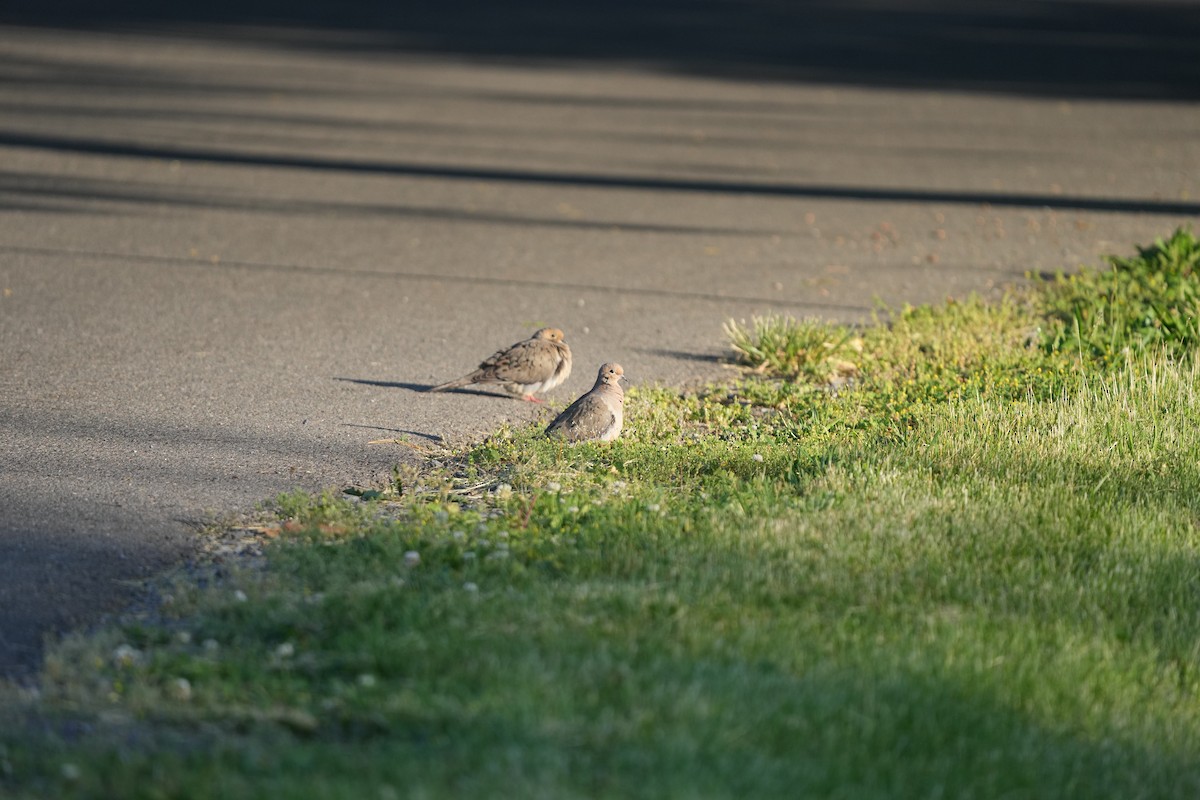 Mourning Dove - ML619545146