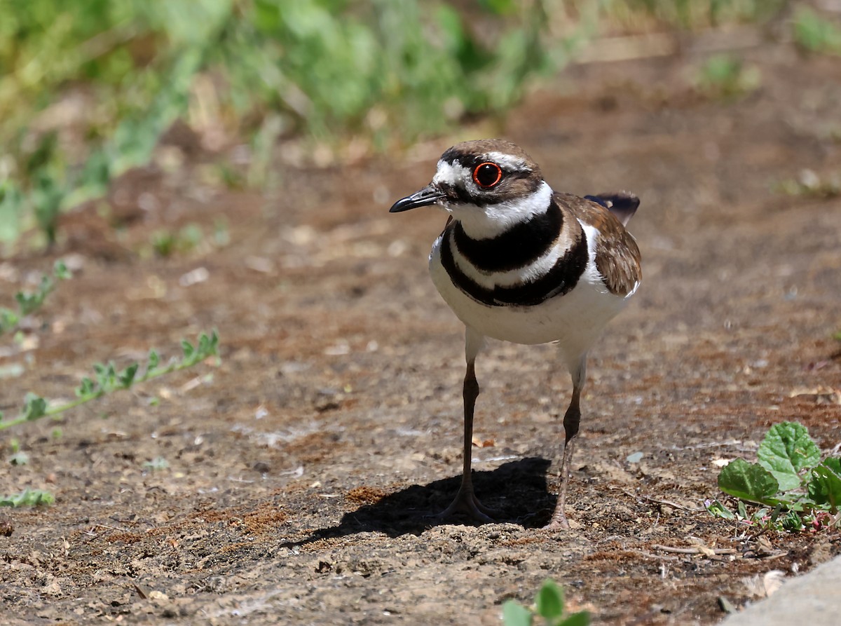 Killdeer - Karen Skelton