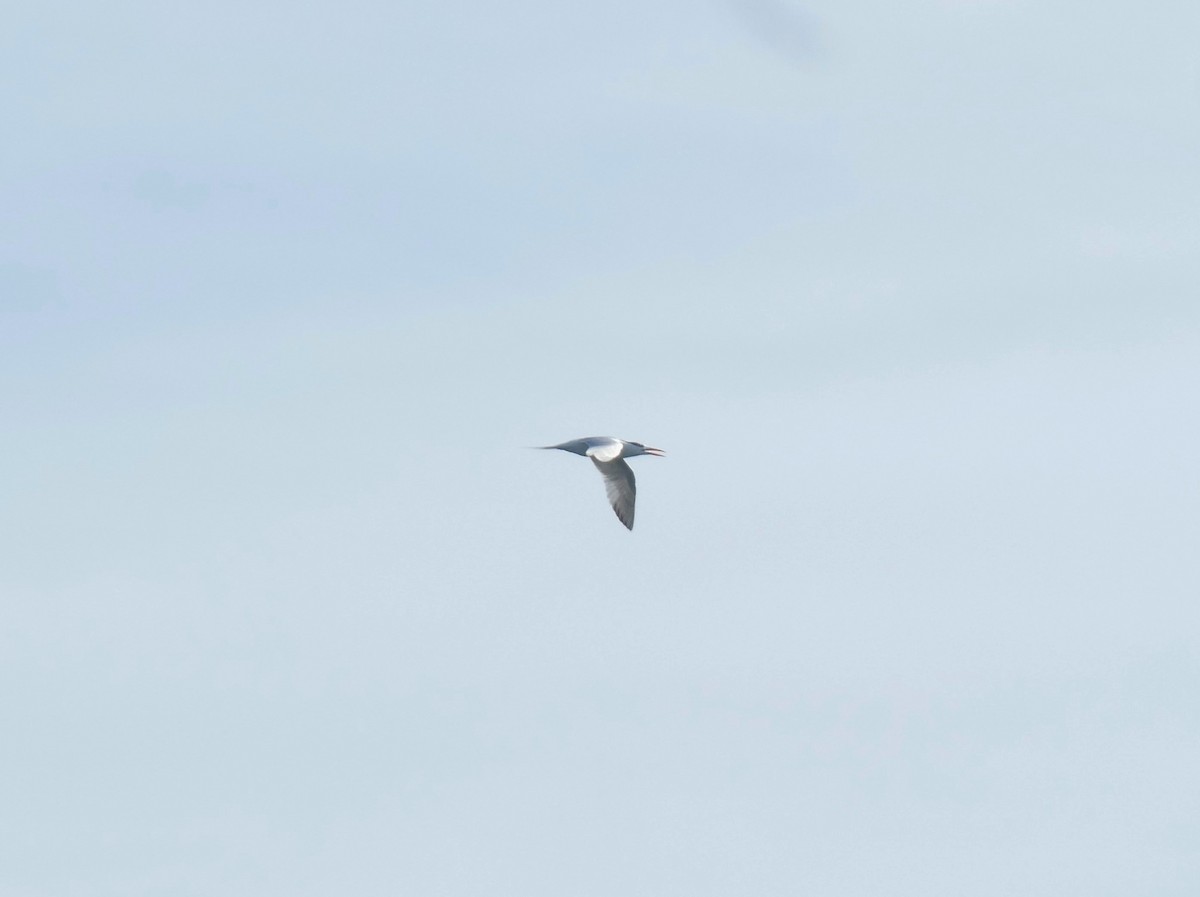 Royal Tern - Ron Smith