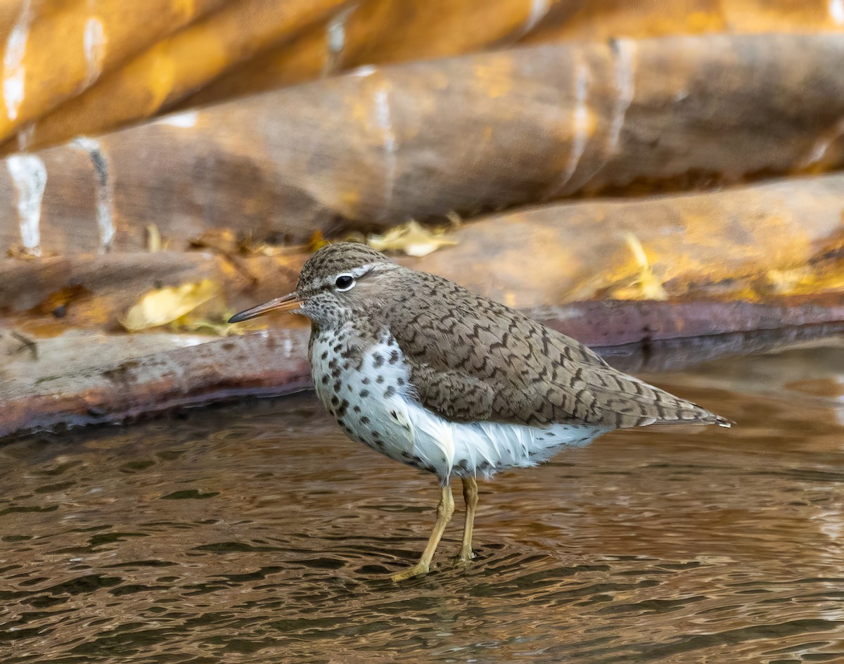 Spotted Sandpiper - ML619545157