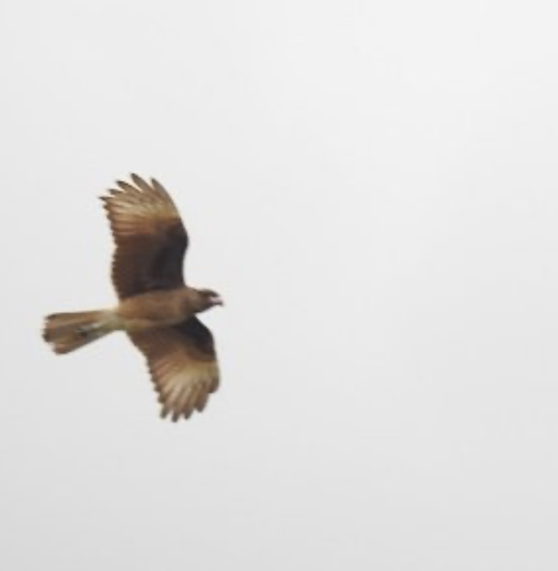 Chimango Caracara - Leonardo Bordin