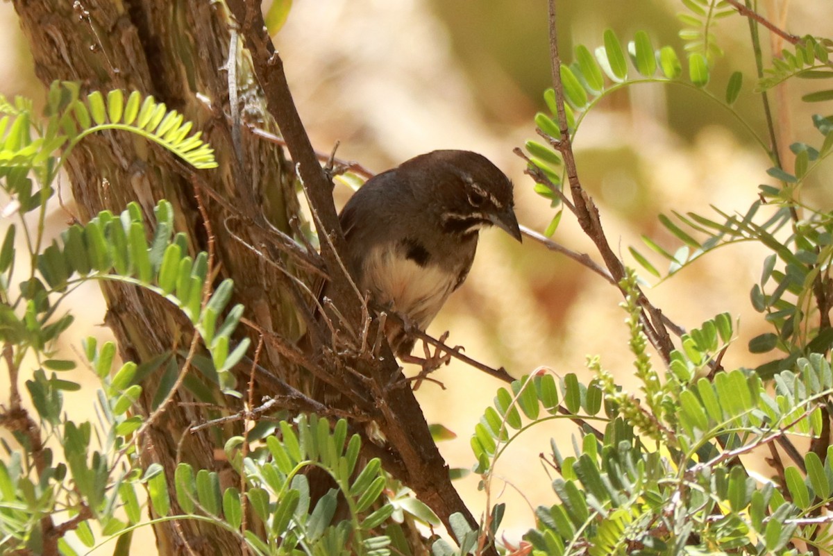 Five-striped Sparrow - Andrew Core