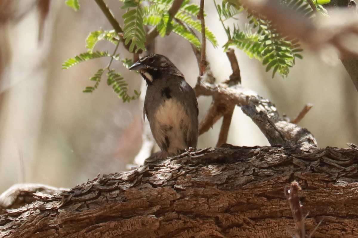 Five-striped Sparrow - ML619545161