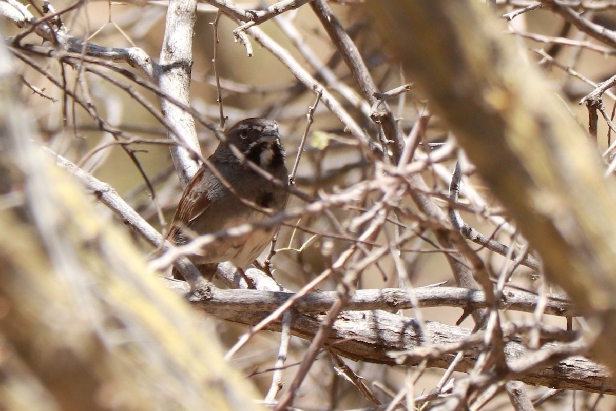 Five-striped Sparrow - Andrew Core