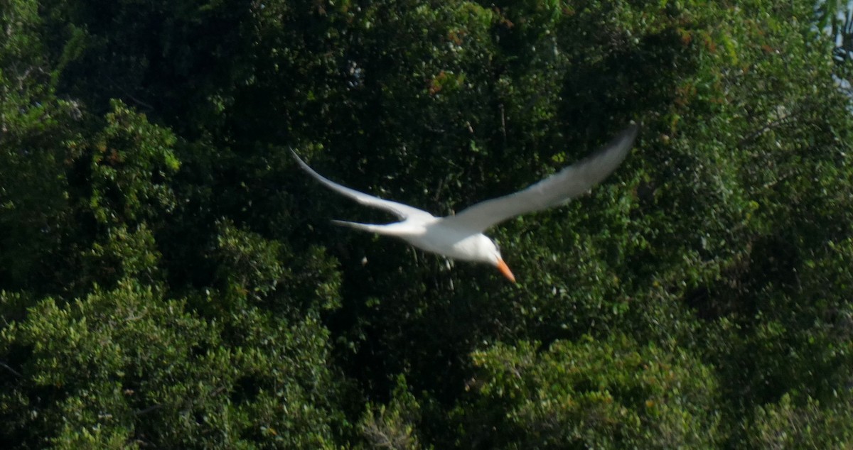 Royal Tern - Ron Smith