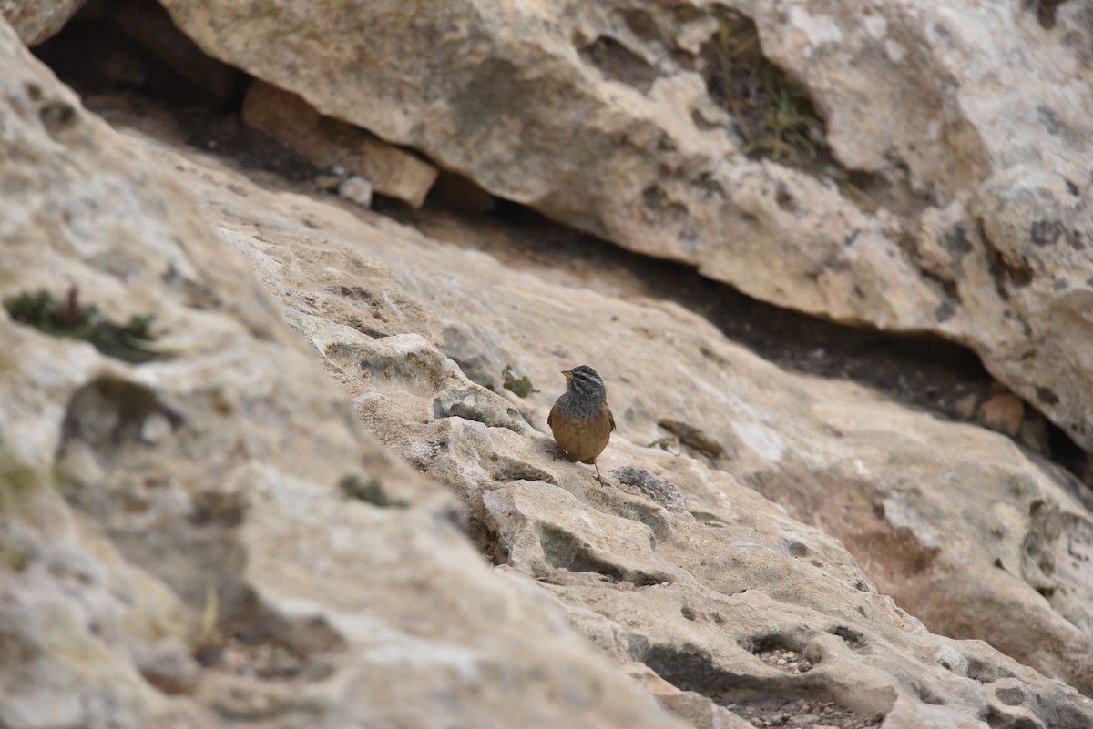 House Bunting - Mounir El Beidori