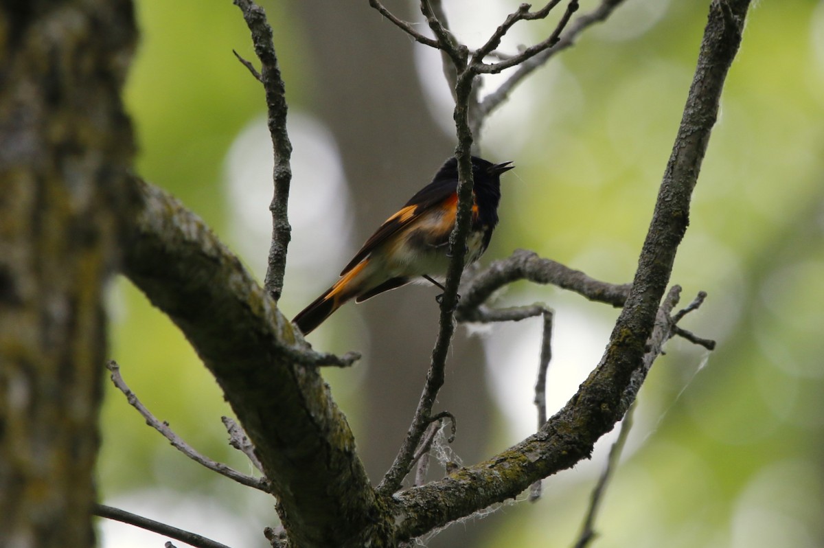 American Redstart - Richard Hugel