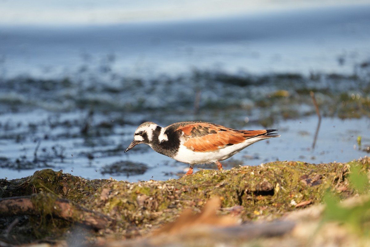 Ruddy Turnstone - M Kelly