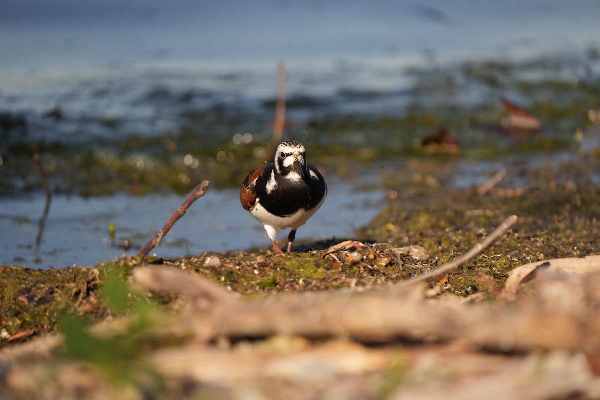 Ruddy Turnstone - M Kelly