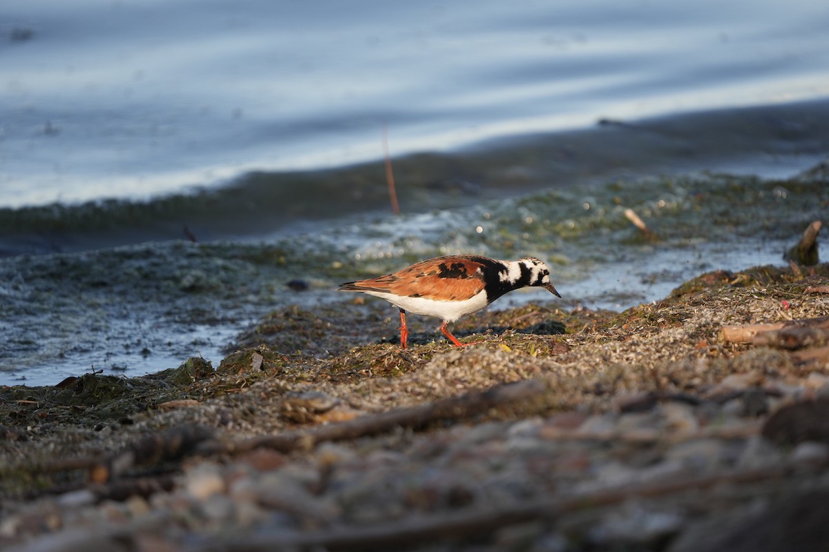 Ruddy Turnstone - M Kelly