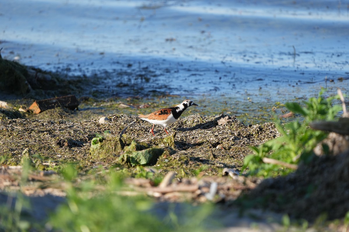 Ruddy Turnstone - M Kelly