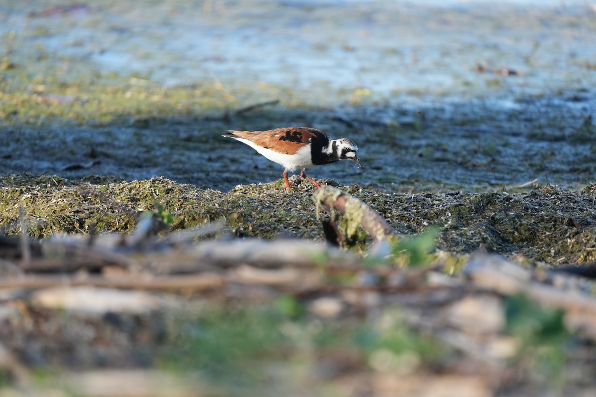 Ruddy Turnstone - ML619545184