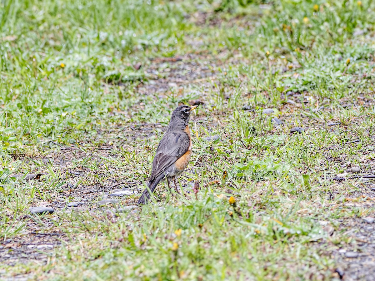 American Robin - Albert Picard