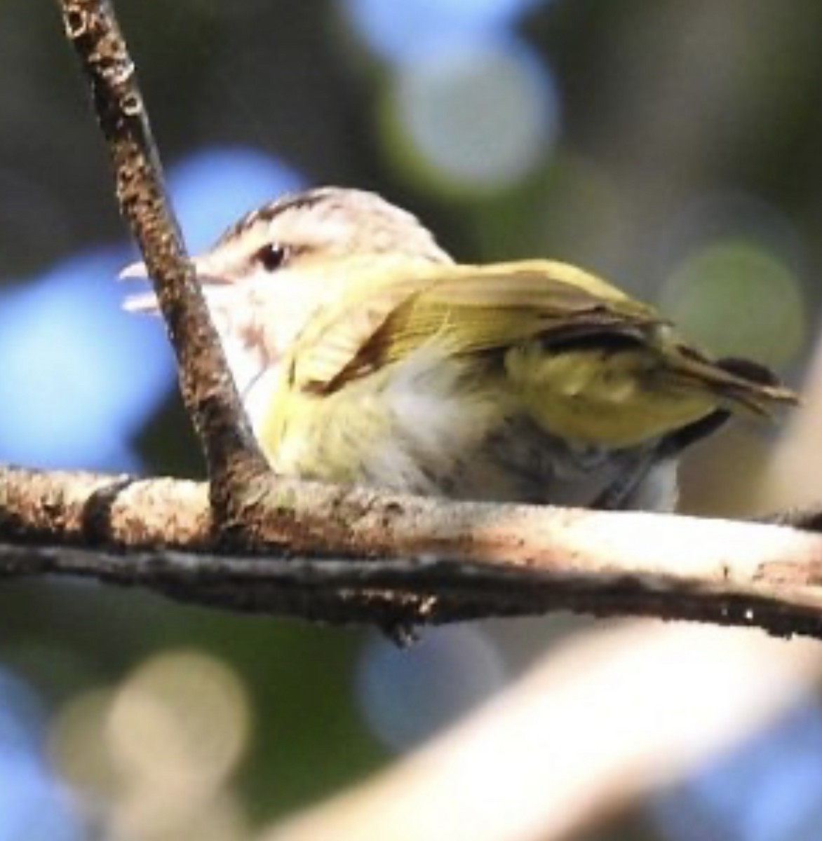 Chivi Vireo - Leonardo Bordin