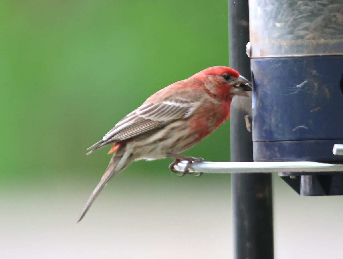 House Finch - ML619545196