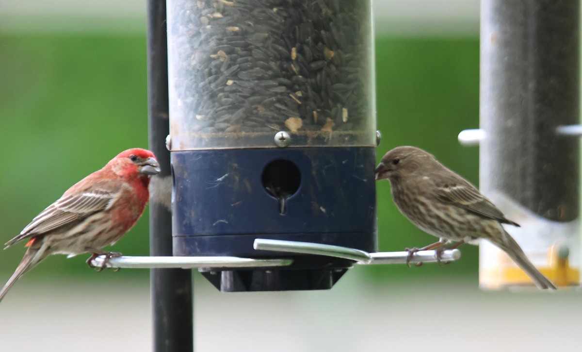 House Finch - ML619545197