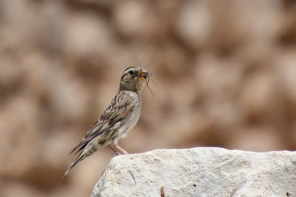 Rock Sparrow - Eileen Gibney