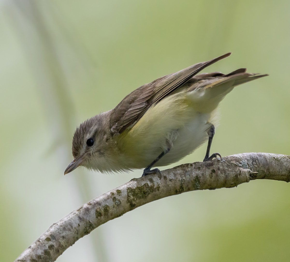 Warbling Vireo - Paul  Bueren