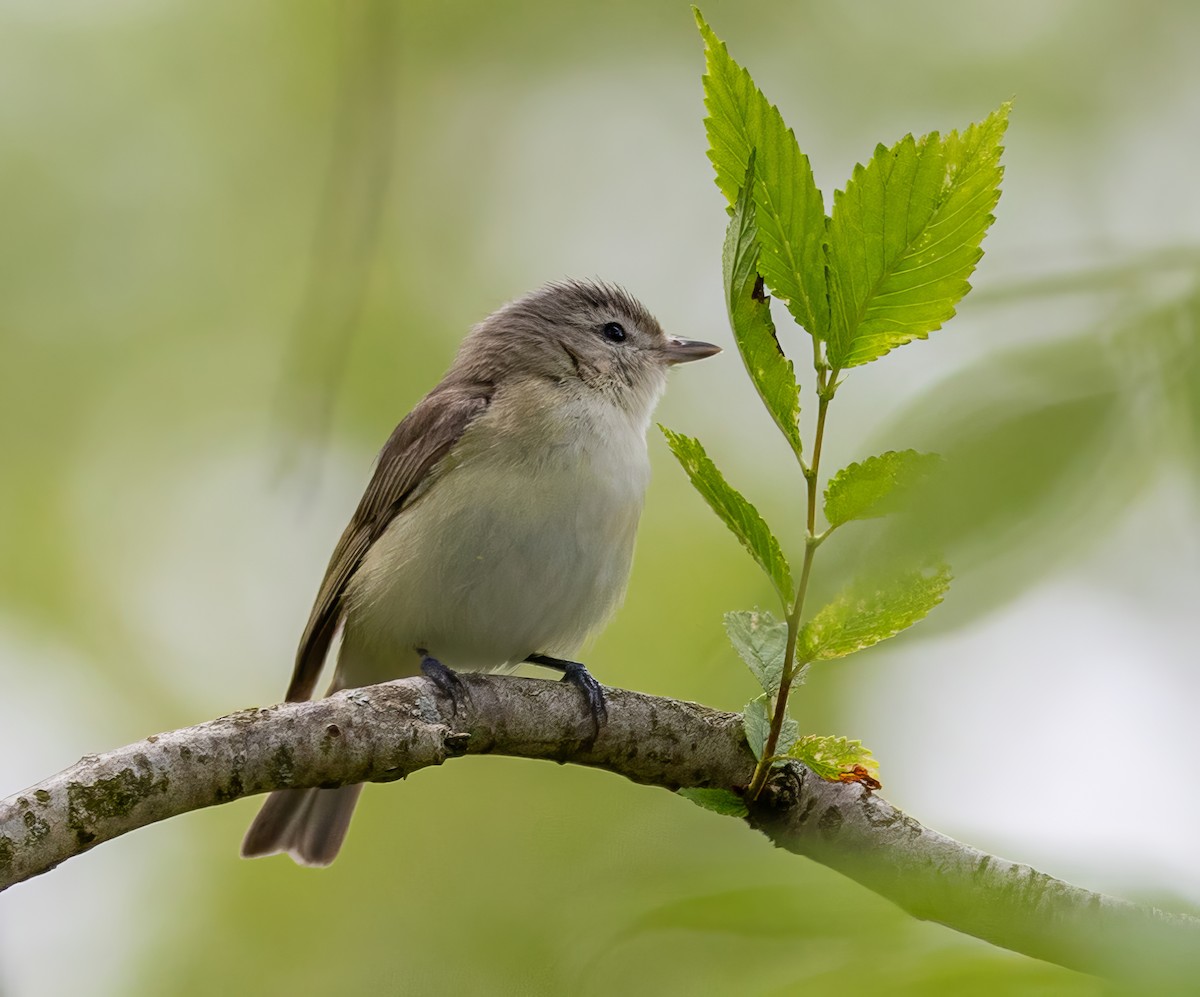 Warbling Vireo - Paul  Bueren