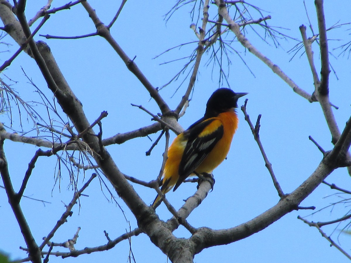 Baltimore Oriole - Aditya Bhaskar