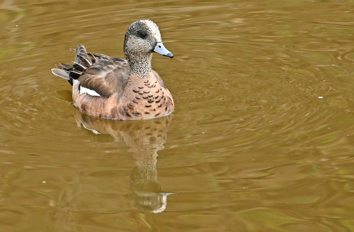 American Wigeon - Wayne Oakes