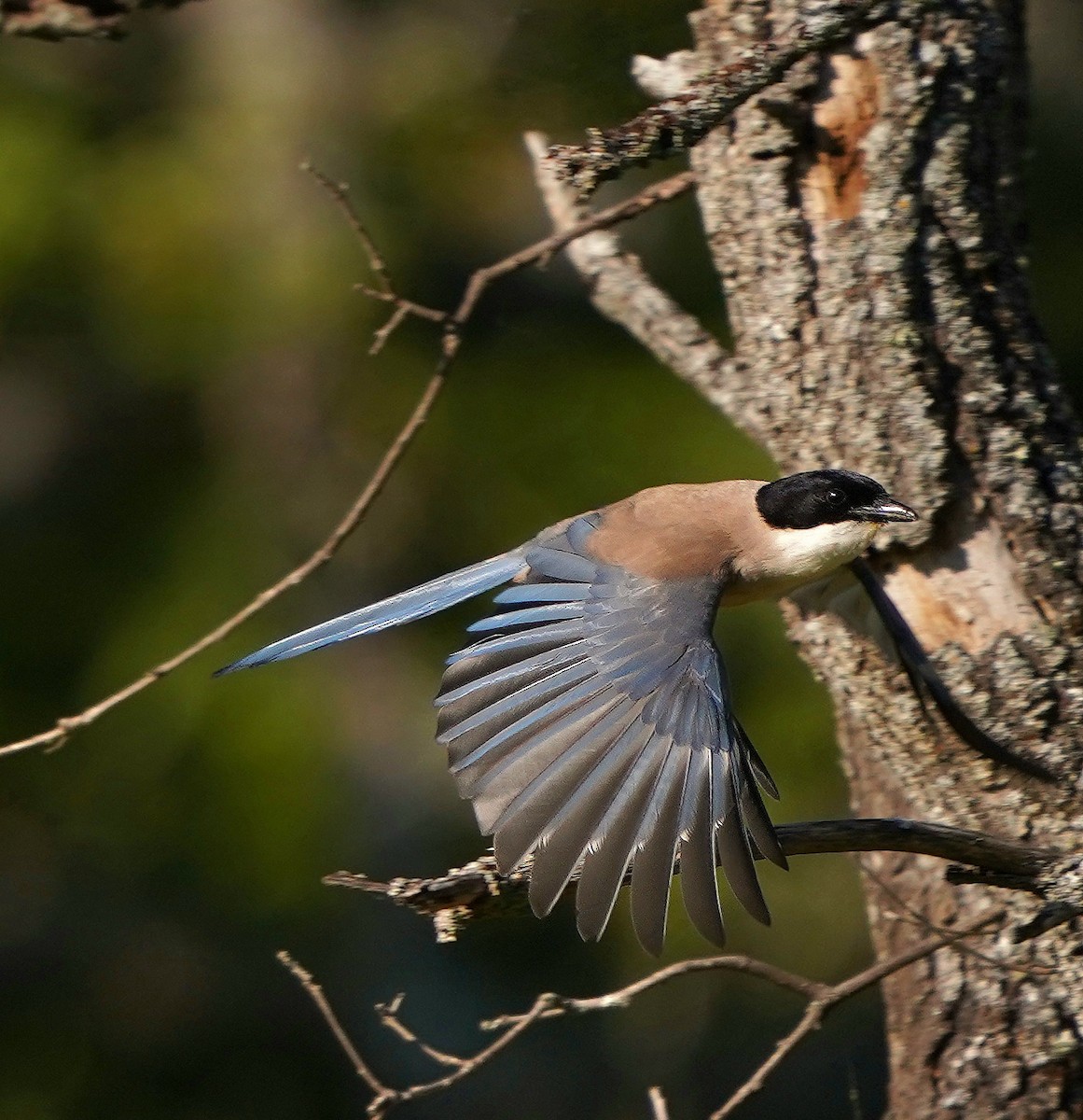 Iberian Magpie - José Eduardo Mateos Moreno