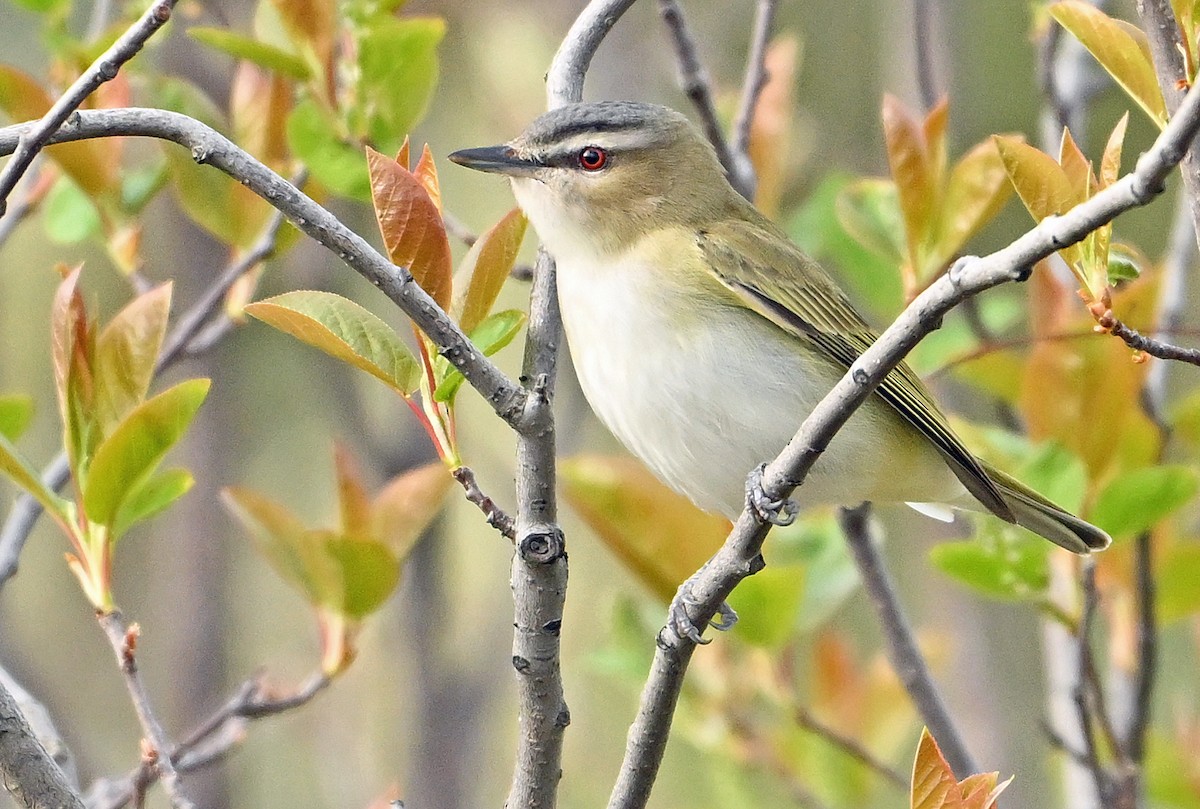 Red-eyed Vireo - Wayne Oakes