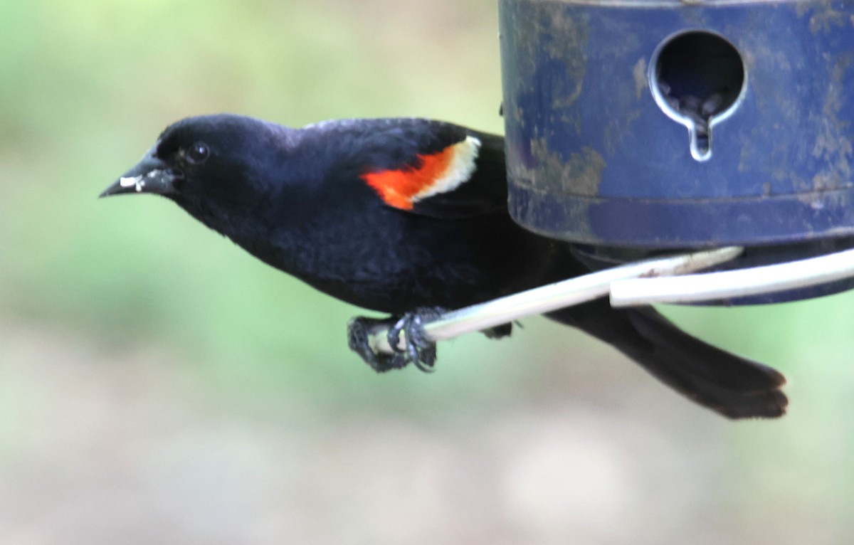 Red-winged Blackbird - Alan Shapiro