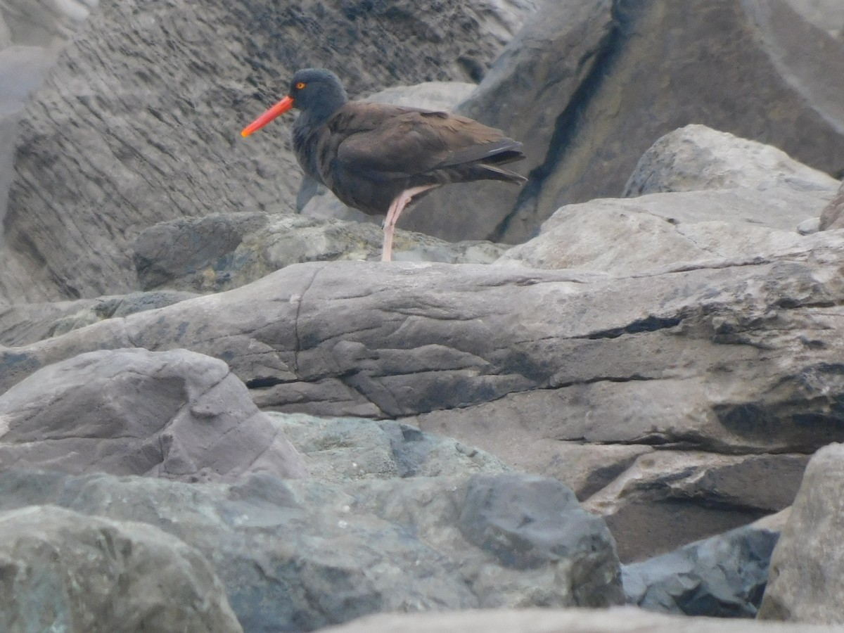 Black Oystercatcher - Olivia Fisher