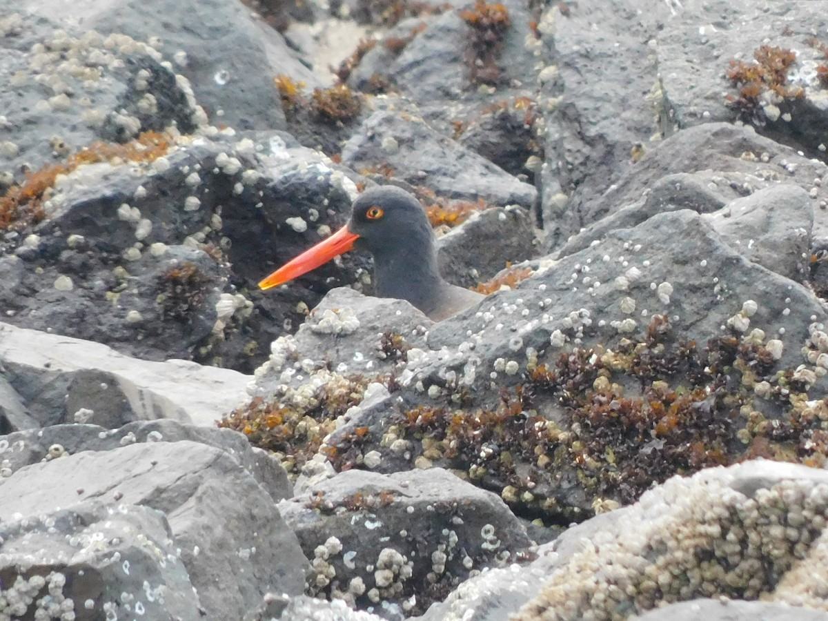 Black Oystercatcher - Olivia Fisher