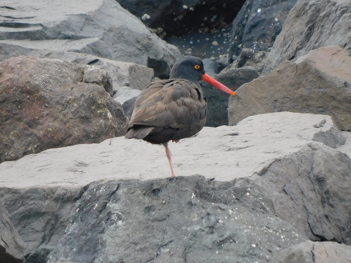 Black Oystercatcher - ML619545227