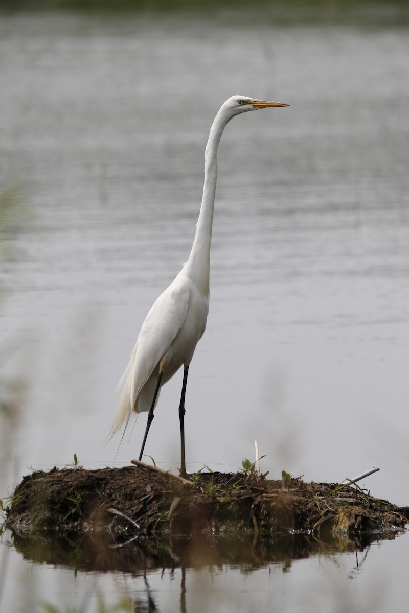 Great Egret - Richard Hugel