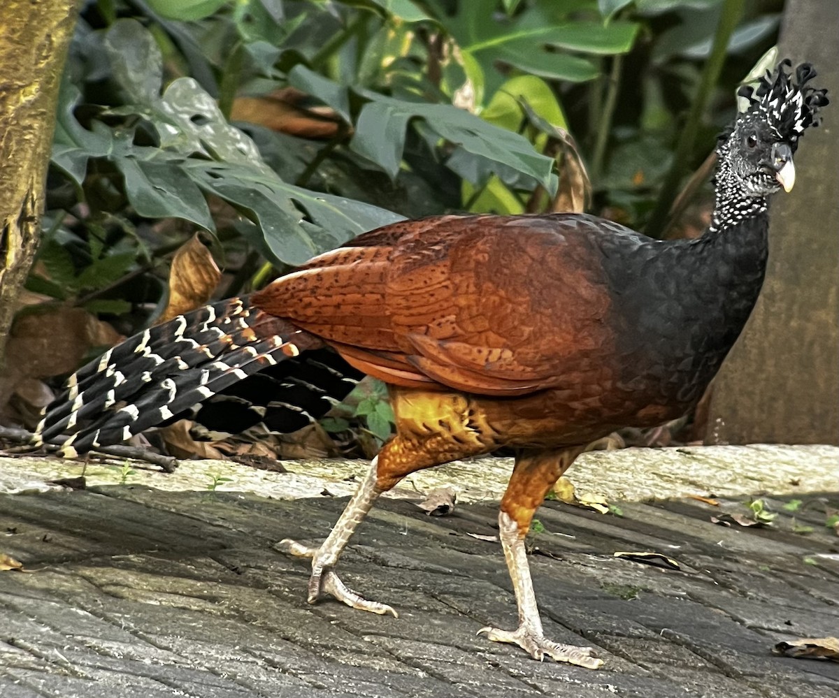 Great Curassow - Jonathan Galownia