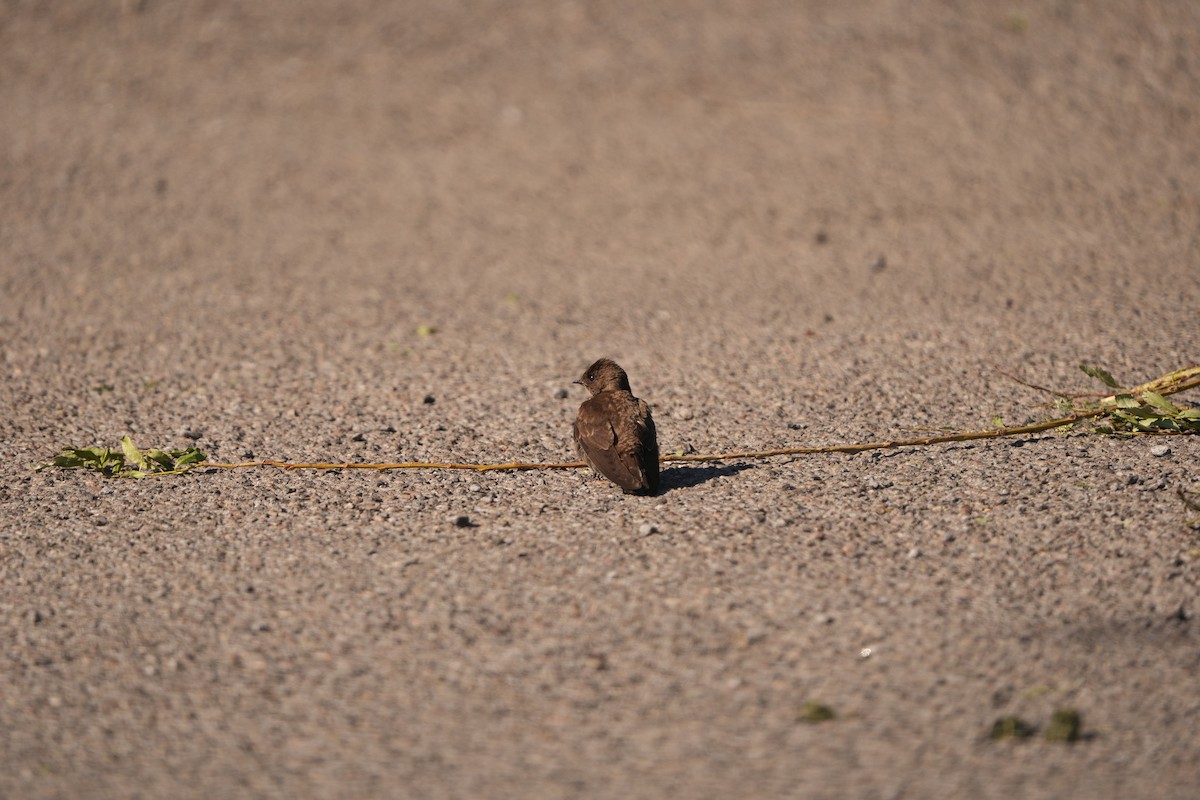 Northern Rough-winged Swallow - M Kelly